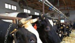 用氨化饲料饲喂家畜需要注意什么？