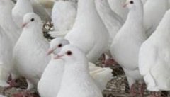 四种春季肉鸽常见病的防治方法