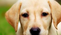 犬细小病毒有哪两种类型 犬细小病毒的防治措施