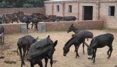 肉驴养殖技术 商品肉驴的养殖与管理