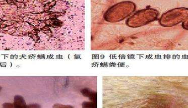 犬疥螨病症状