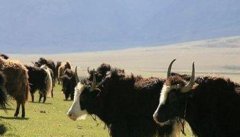 中国主要牦牛品种（类群）分布在哪些地区
