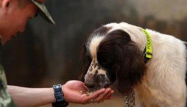 训犬时主人对训犬效果会有什么影响