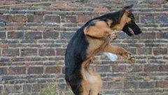 训练犬的基本方法主要有哪些