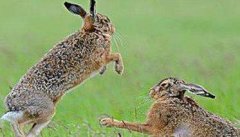 野兔的生活习性和特点