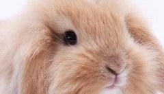 垂耳兔能长多少斤 垂耳兔怎么养最好？