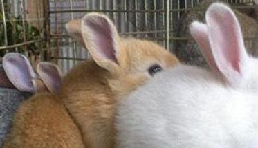 家兔换毛类型包括哪些类型