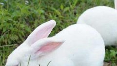 哺乳期母兔喂什么好 哺乳期母兔的管理方法