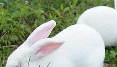 哺乳期母兔的饲养目标