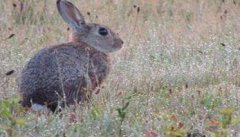 兔子的祖先是什么? 家兔有哪些习性特点