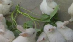 家兔对食物的选择要求 为什么家兔具有食粪特性