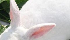 獭兔的换毛类型与规律 獭兔换毛的季节性特征