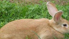 福建黄兔成年几斤，以及福建黄兔能长多大