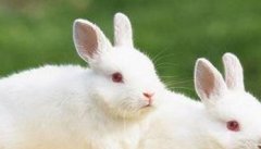 兔传染性水疱性口炎的症状与治疗方法