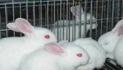 兔葡萄球菌病的主要症状有哪些？