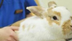 兔沙门菌病的症状与防治要点