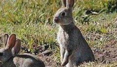 野兔热是一种什么病，如何治疗？