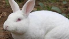 哺乳母兔饲养管理的要点及应注意哪些问题