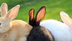 春季兔子易患哪些疾病，如何加强饲养管理