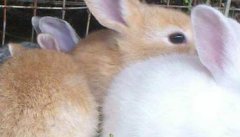 母兔繁殖期有多久 母兔的繁殖特点