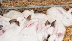 不同时期肉兔的饲养管理