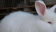 如何提高长毛兔兔毛的产量和质量
