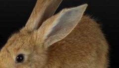 兔子养殖-有关兔子养殖的资料