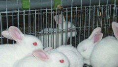 夏季养殖吉戎兔要做好哪些事情？