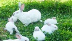 哺乳期间仔兔的饲养管理技术