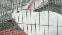 春季家兔饲养管理技术要点