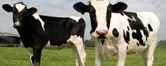 奶牛一天能产奶多少斤
