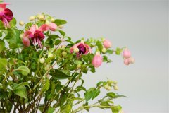 9种耐阴花，适合光照一般家庭，室内养也能开花！
