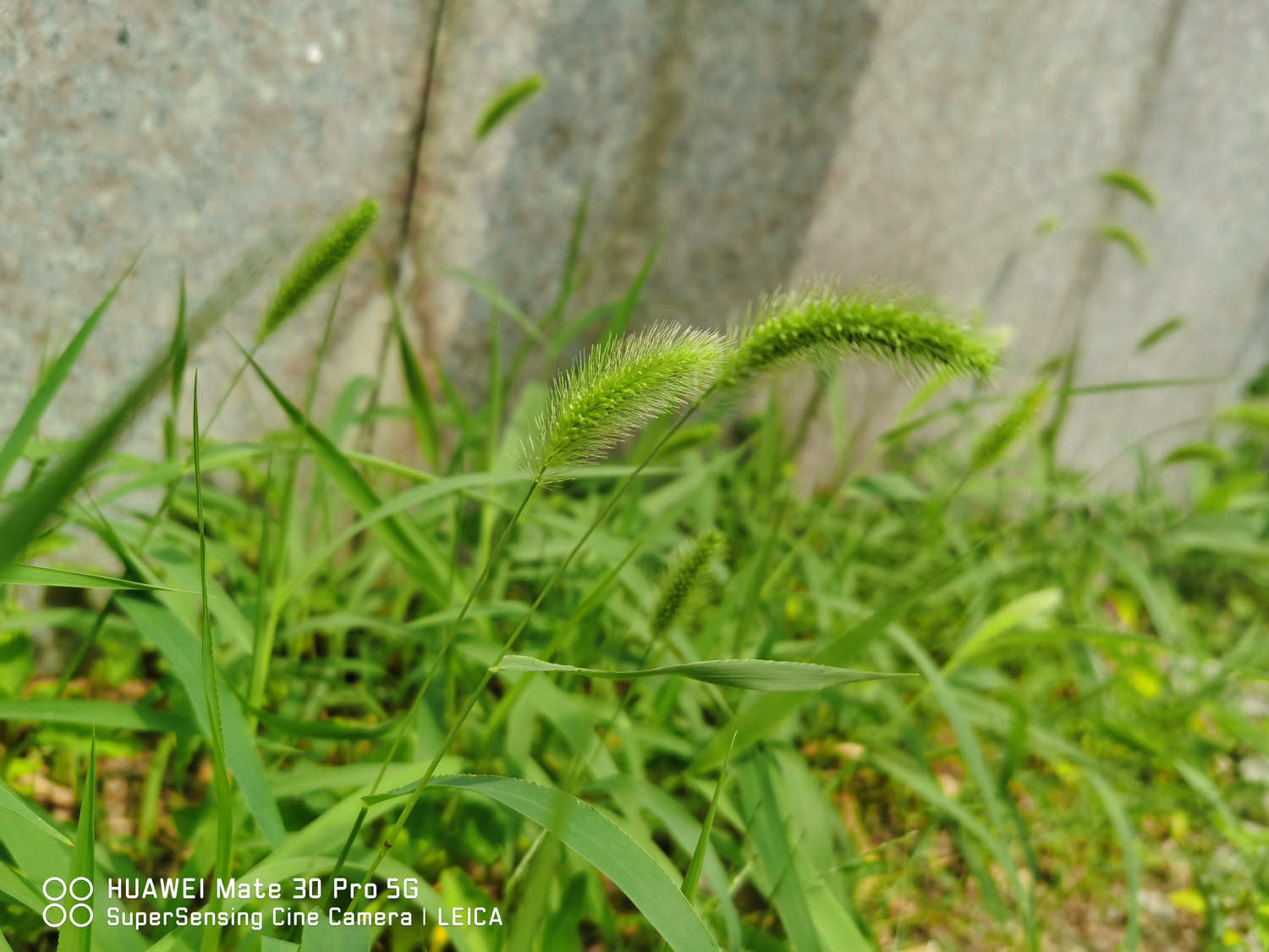 狗尾草