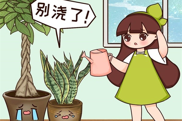 不敢用淘米水了,浇完花就死,土里都是虫! 不敢用淘米水了,浇完花就死,土里都是虫!