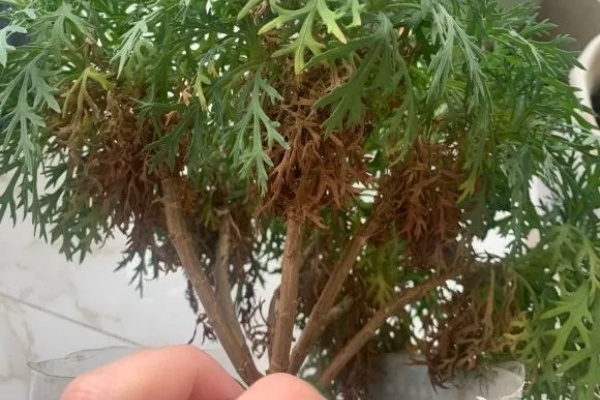 叶子黄一半,有紧急情况,赶紧救! 叶子黄一半,有紧急情况,赶紧救!