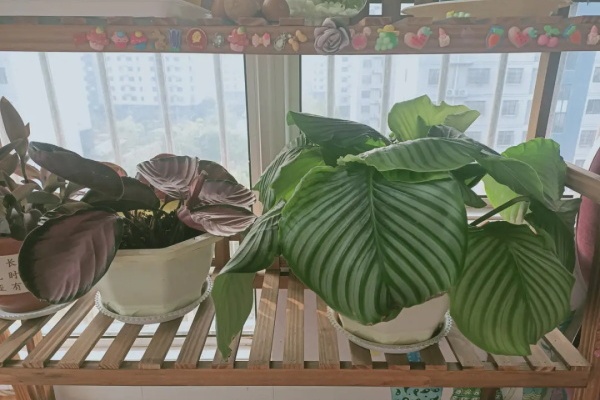 立冬了,再不管,你家的花就要冻死了! 立冬了,再不管,你家的花就要冻死了!