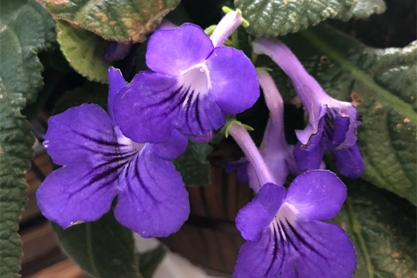 打翻花盆,挖出一堆虫子,竟然是好东西? 打翻花盆,挖出一堆虫子,竟然是好东西?