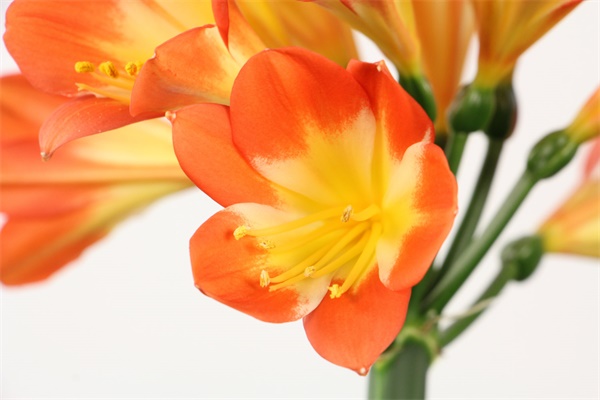 这花养一盆死一盆,丢路边反而成片开花,扎心了! 这花养一盆死一盆,丢路边反而成片开花,扎心了!