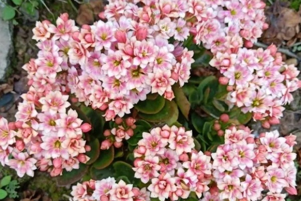 院子地栽长寿花,长得像白菜,开花一大片! 院子地栽长寿花,长得像白菜,开花一大片!