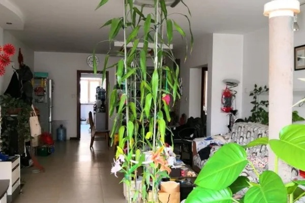 朋友送的富贵竹,长了3米高,家里快放不下了! 朋友送的富贵竹,长了3米高,家里快放不下了!