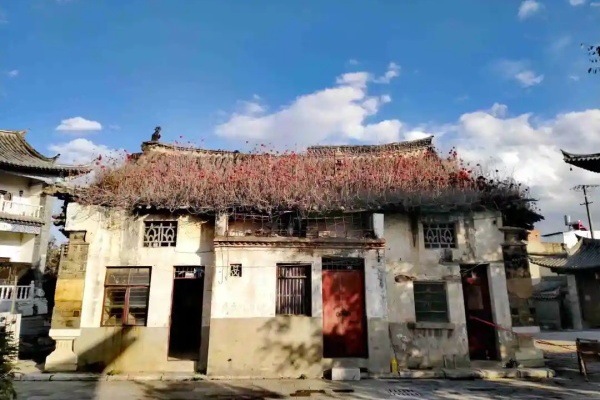 房顶上长满了它,密密麻麻一大片,不会把屋顶压塌了吧? 房顶上长满了它,密密麻麻一大片,不会把屋顶压塌了吧?