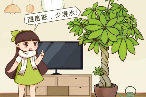 管住手!这花天冷少浇水,旱着养才保险! 管住手!这花天冷少浇水,旱着养才保险!