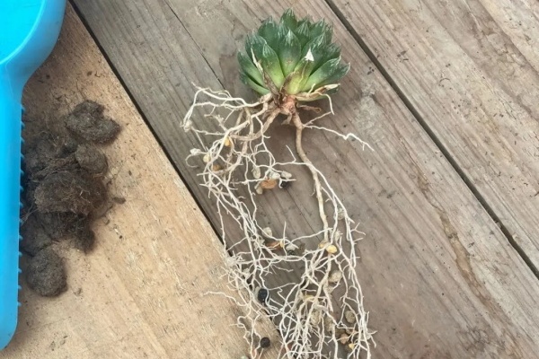 养这花不用1粒土,根系比头发还长,太牛了! 养这花不用1粒土,根系比头发还长,太牛了!