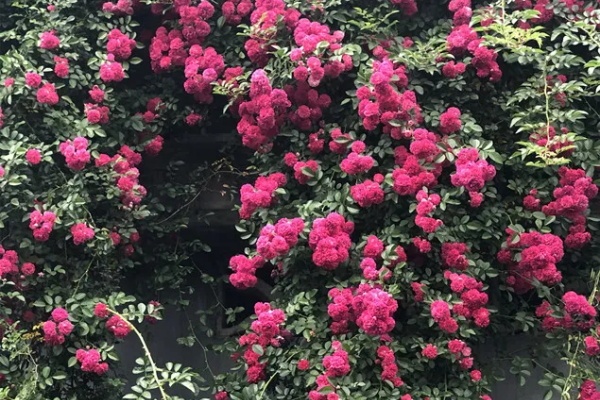 这花一年长5米,爬成一面花瀑布,越养越上瘾! 这花一年长5米,爬成一面花瀑布,越养越上瘾!