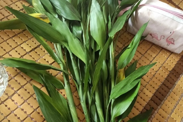 这花1块钱1根,丢水里冒出满盆萝卜根, 新手必备! 这花1块钱1根,丢水里冒出满盆萝卜根, 新手必备!