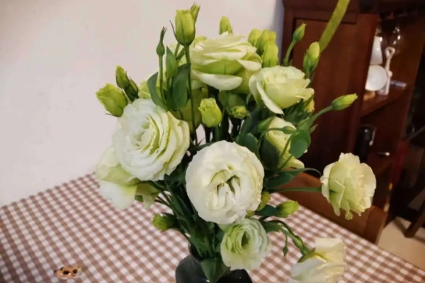 这种“玫瑰”不长刺,气质出众,年年都开花! 这种“玫瑰”不长刺,气质出众,年年都开花!
