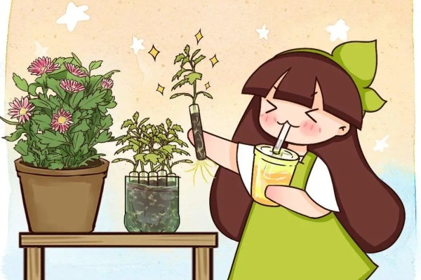 最后一波扦插,赶紧动手,天冷就不活了! 最后一波扦插,赶紧动手,天冷就不活了!
