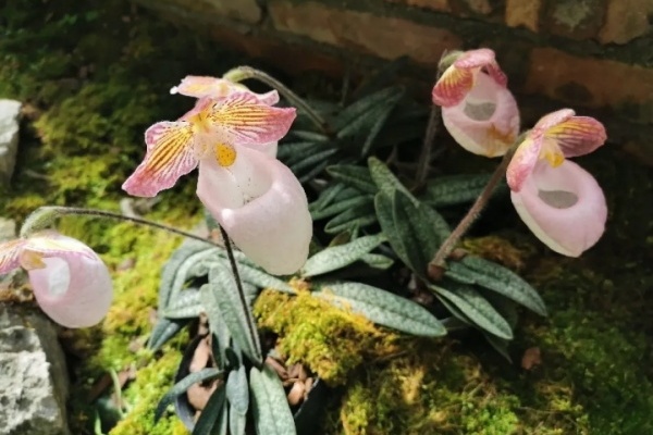 这花长得像拖鞋,特耐阴、最皮实,咋这么奇葩? 这花长得像拖鞋,特耐阴、最皮实,咋这么奇葩?