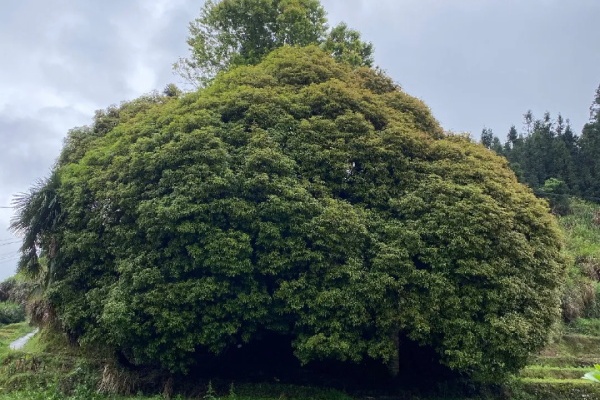 50年的桂花树,7万卖给花贩子,太便宜了? 50年的桂花树,7万卖给花贩子,太便宜了?