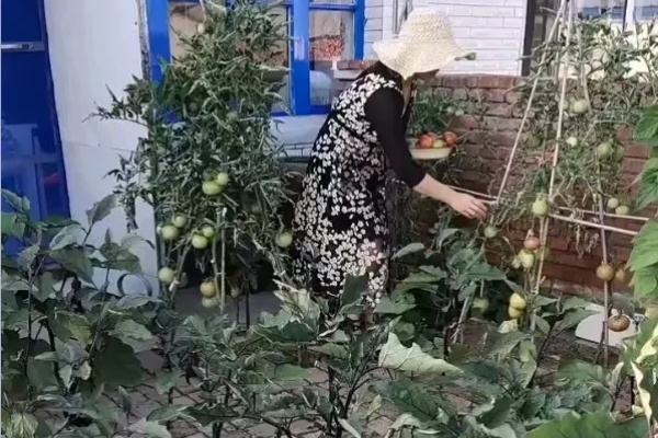 砖缝里长出大西瓜,大姐一天摘一个,太爽了! 砖缝里长出大西瓜,大姐一天摘一个,太爽了!